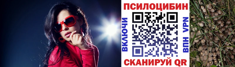 как найти закладки Железногорск Псилоцибиновые грибы Psilocybine cubensis